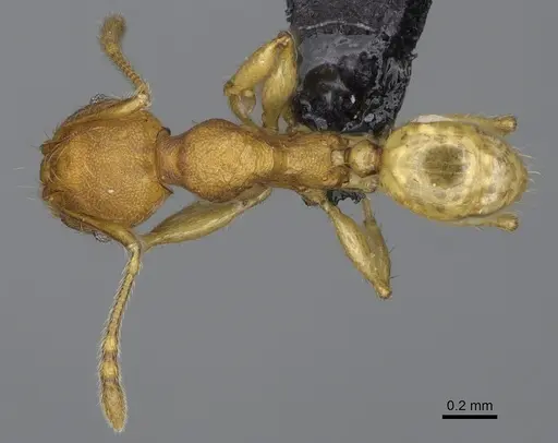 Pheidole petax specimen CASENT0455969 image casent0455969_1