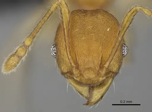 Pheidole petax specimen CASENT0455969 image casent0455969_2