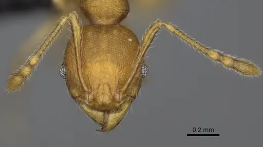 Pheidole petax specimen CASENT0455969 image casent0455969_3
