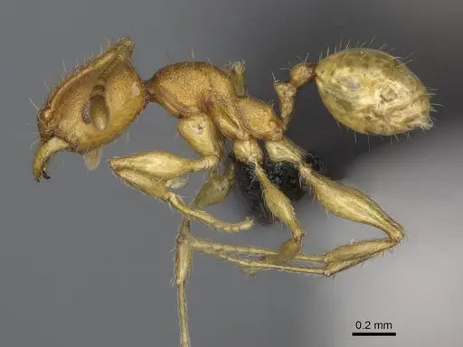 Pheidole petax specimen CASENT0455969 image casent0455969_4