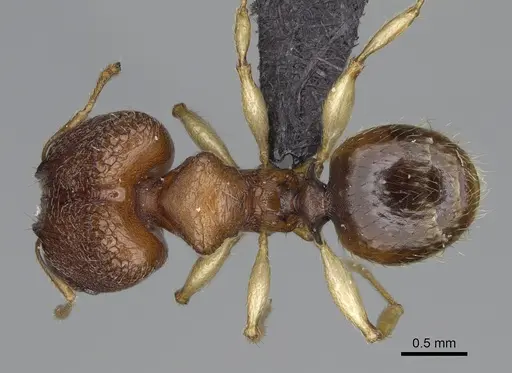 Pheidole petax specimen CASENT0923167 image casent0923167_1