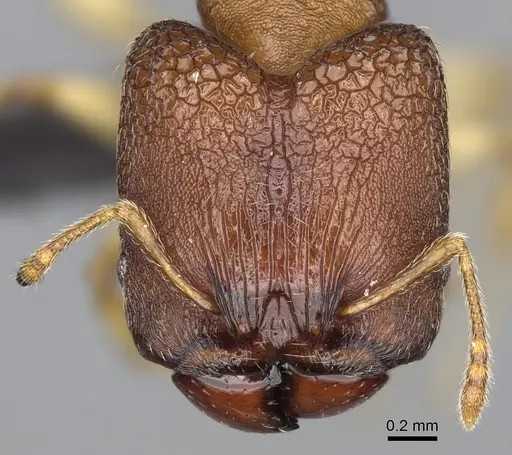 Pheidole petax specimen CASENT0923167 image casent0923167_2