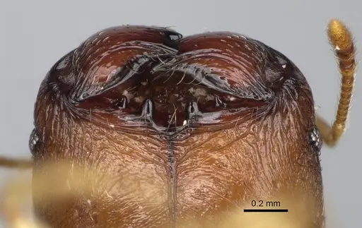 Pheidole petax specimen CASENT0923167 image casent0923167_3