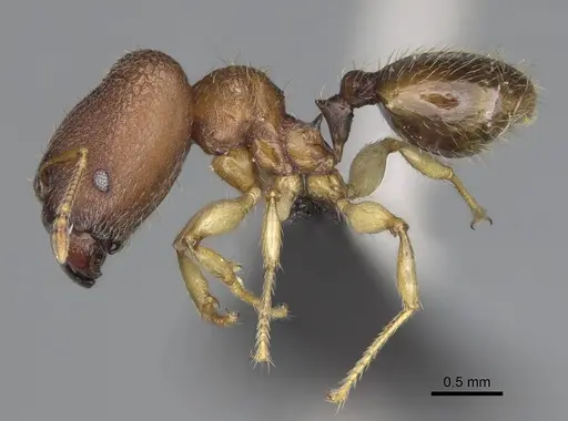 Pheidole petax specimen CASENT0923167 image casent0923167_4