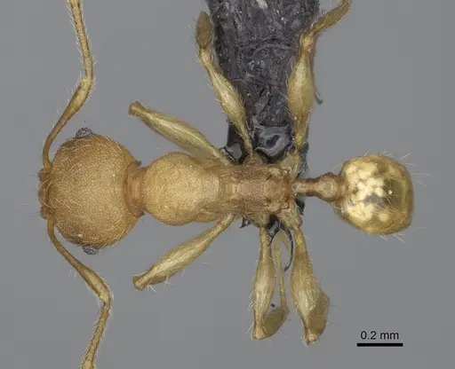 Pheidole petax specimen CASENT0923168 image casent0923168_1