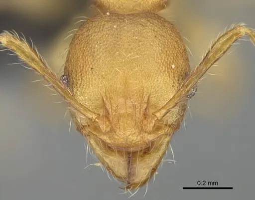 Pheidole petax specimen CASENT0923168 image casent0923168_2