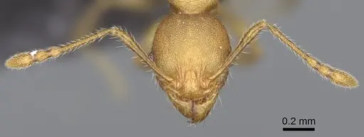 Pheidole petax specimen CASENT0923168 image casent0923168_3