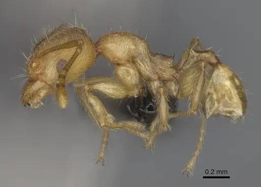 Pheidole petax specimen CASENT0923168 image casent0923168_4