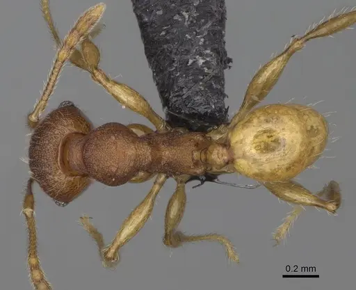 Pheidole petax specimen CASENT0923170 image casent0923170_1