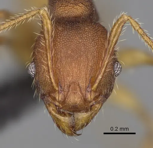 Pheidole petax specimen CASENT0923170 image casent0923170_2