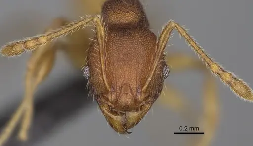 Pheidole petax specimen CASENT0923170 image casent0923170_3