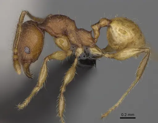 Pheidole petax specimen CASENT0923170 image casent0923170_4