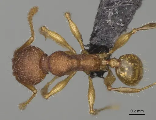 Pheidole petax specimen CASENT0923227 image casent0923227_1