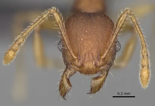 Pheidole petax specimen CASENT0923227 image casent0923227_2