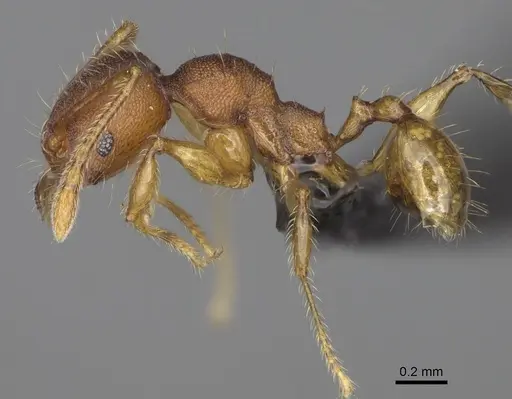 Pheidole petax specimen CASENT0923227 image casent0923227_4