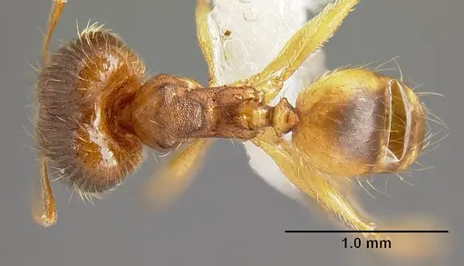 Pheidole phanigaster specimen CASENT0609087 image casent0609087_1