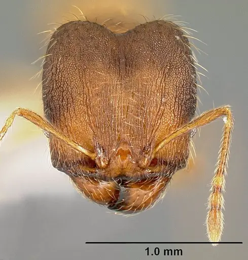Pheidole phanigaster specimen CASENT0609087 image casent0609087_2