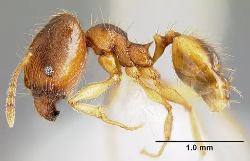 Pheidole phanigaster specimen CASENT0609087 image casent0609087_3