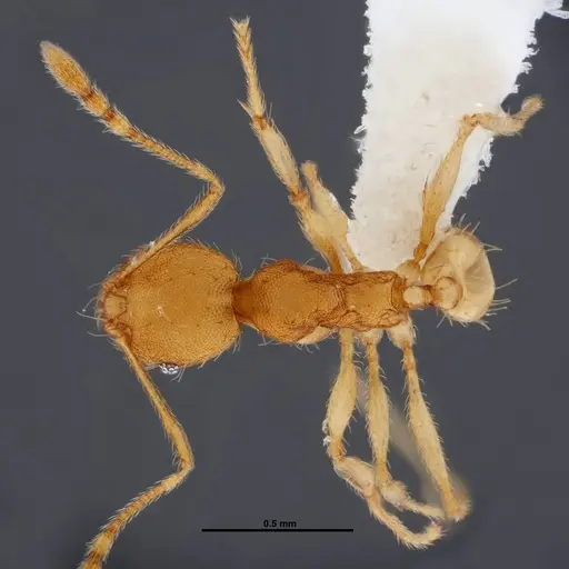 Pheidole phanigaster specimen CASENT0609089 image casent0609089_1