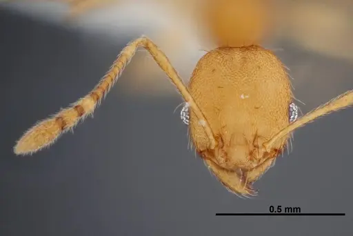 Pheidole phanigaster specimen CASENT0609089 image casent0609089_2