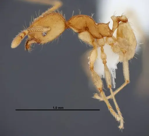 Pheidole phanigaster specimen CASENT0609089 image casent0609089_3