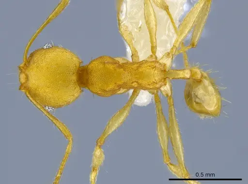 Pheidole phanigaster specimen CASENT0609092 image casent0609092_1