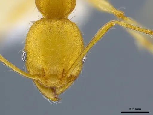 Pheidole phanigaster specimen CASENT0609092 image casent0609092_2