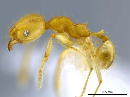 Pheidole phanigaster specimen CASENT0609092 image casent0609092_3