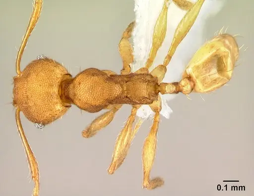 Pheidole phanigaster specimen CASENT0609093 image casent0609093_1