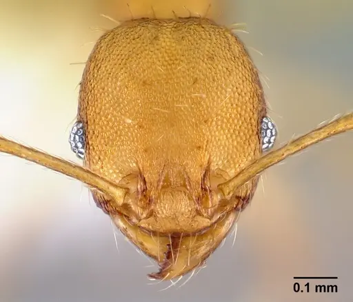 Pheidole phanigaster specimen CASENT0609093 image casent0609093_2