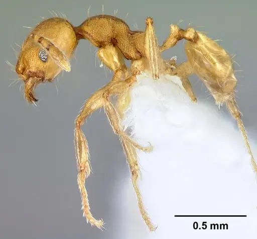 Pheidole phanigaster specimen CASENT0609093 image casent0609093_3