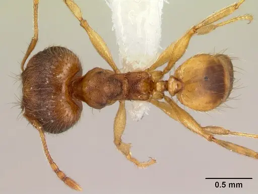 Pheidole phanigaster specimen CASENT0609100 image casent0609100_1