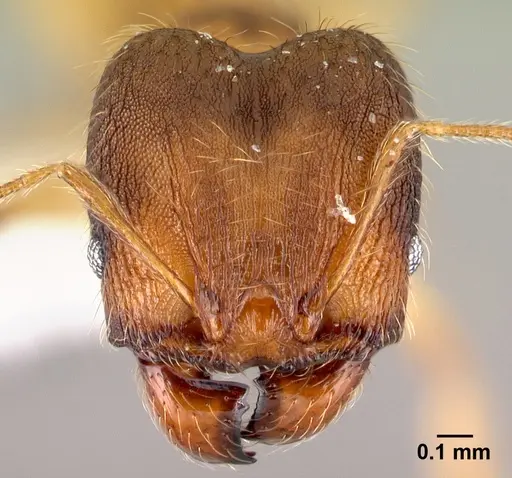 Pheidole phanigaster specimen CASENT0609100 image casent0609100_2