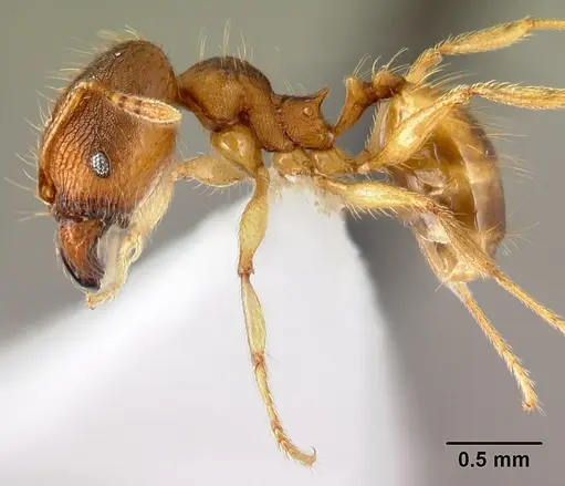 Pheidole phanigaster specimen CASENT0609100 image casent0609100_3