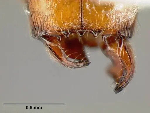 Pheidole phanigaster specimen CASENT0609106 image casent0609106_1