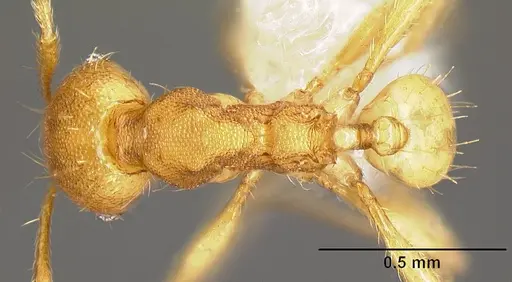 Pheidole phanigaster specimen CASENT0609108 image casent0609108_1