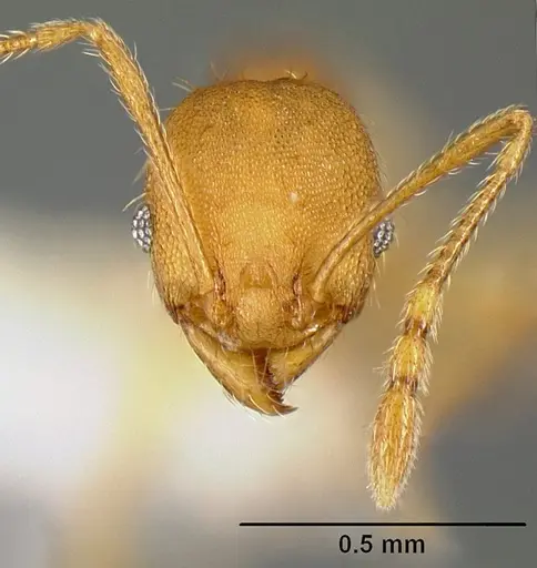 Pheidole phanigaster specimen CASENT0609108 image casent0609108_2