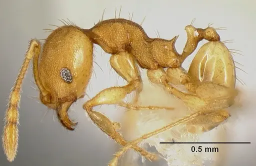 Pheidole phanigaster specimen CASENT0609108 image casent0609108_3