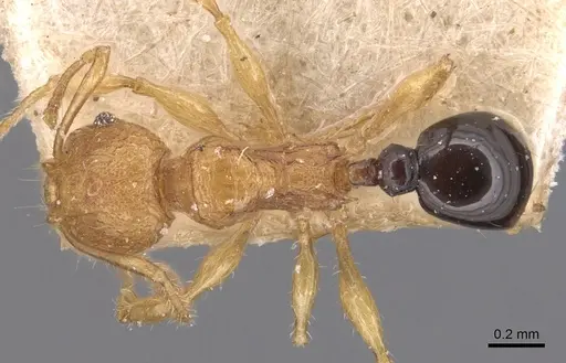 Pheidole philemon specimen CASENT0904303 image casent0904303_1