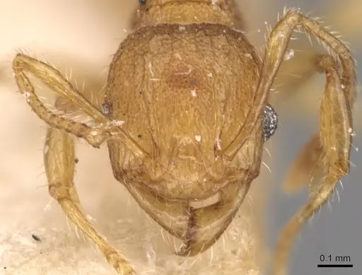 Pheidole philemon specimen CASENT0904303 image casent0904303_2