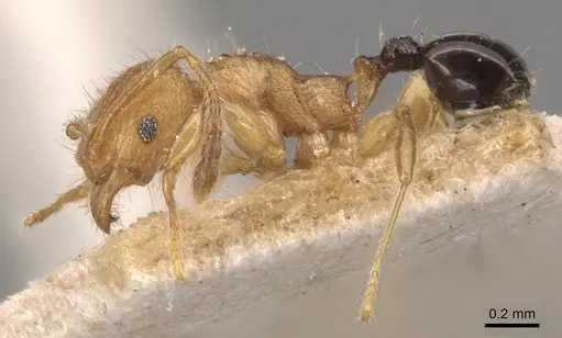 Pheidole philemon specimen CASENT0904303 image casent0904303_3