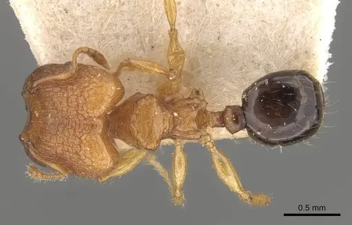 Pheidole philemon specimen CASENT0908049 image casent0908049_1