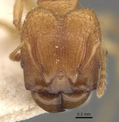 Pheidole philemon specimen CASENT0908049 image casent0908049_2