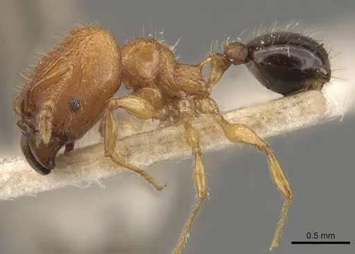 Pheidole philemon specimen CASENT0908049 image casent0908049_3