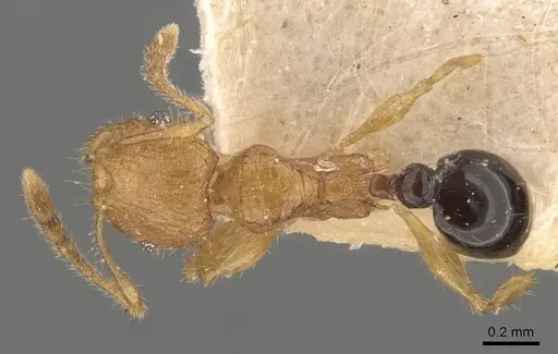 Pheidole philemon specimen CASENT0908050 image casent0908050_1