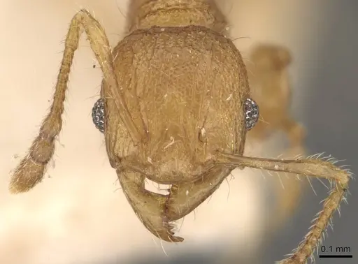 Pheidole philemon specimen CASENT0908050 image casent0908050_2