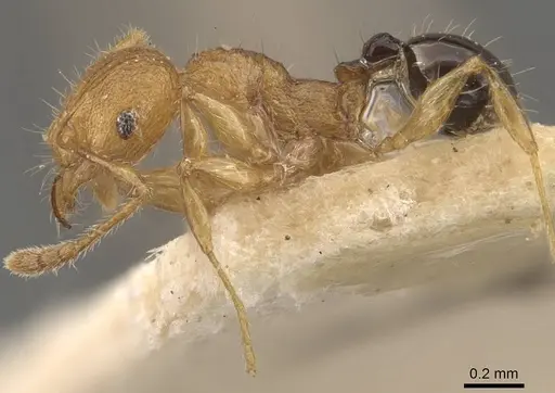 Pheidole philemon specimen CASENT0908050 image casent0908050_3