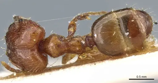 Pheidole philippi specimen CASENT0904220 image casent0904220_1