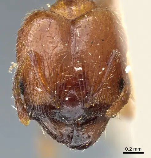 Pheidole philippi specimen CASENT0904220 image casent0904220_2