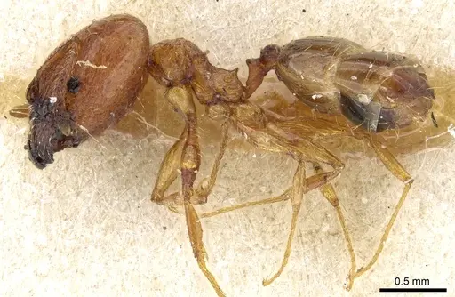 Pheidole philippi specimen CASENT0904220 image casent0904220_3